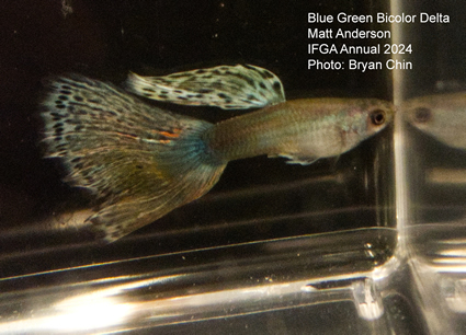 guppy blue green bicolor